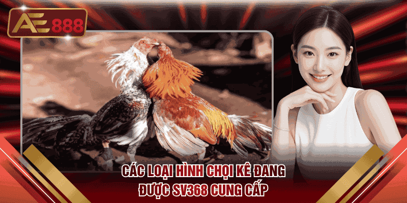 Các loại hình chọi kê đang được SV368 cung cấp