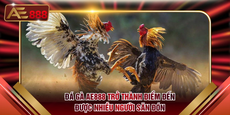 Đá gà AE888 trở thành điểm đến được nhiều người săn đón