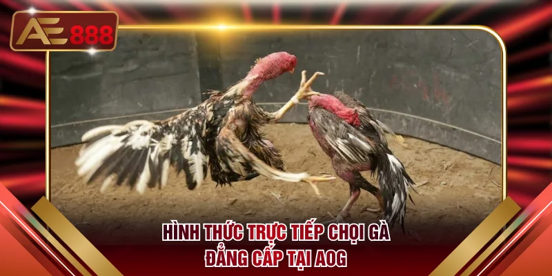 Hình thức trực tiếp chọi gà đẳng cấp tại AOG